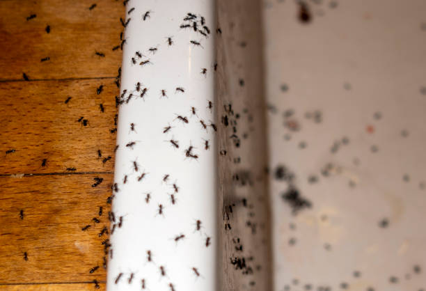 Best Best Pest Control Near Me  in Old Mystic, CT